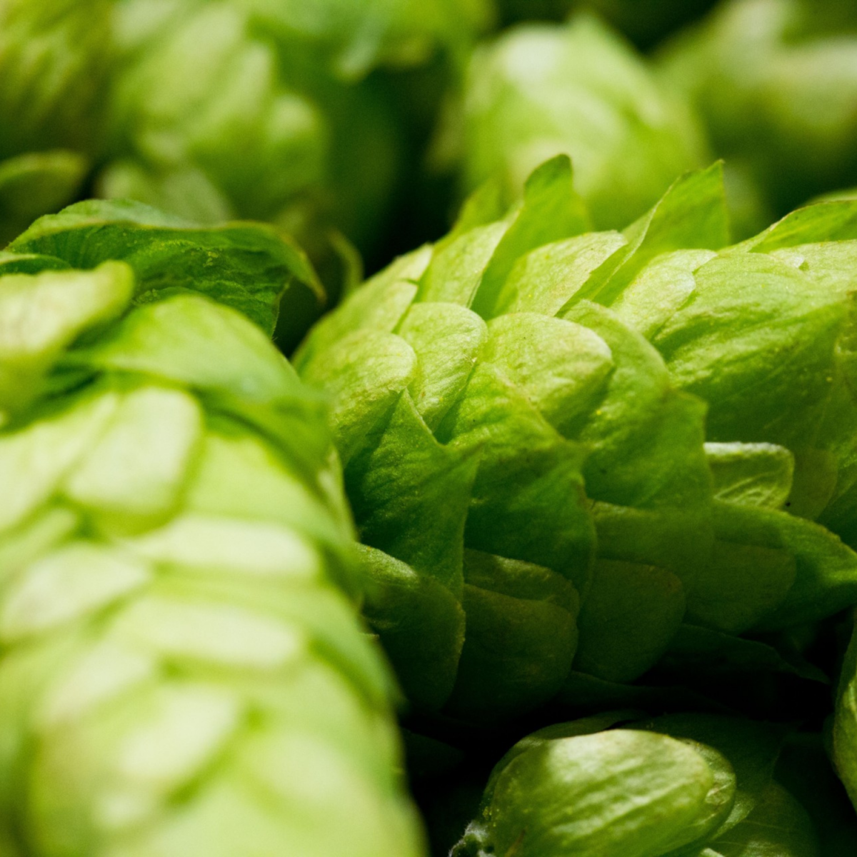 Close-up of green hops