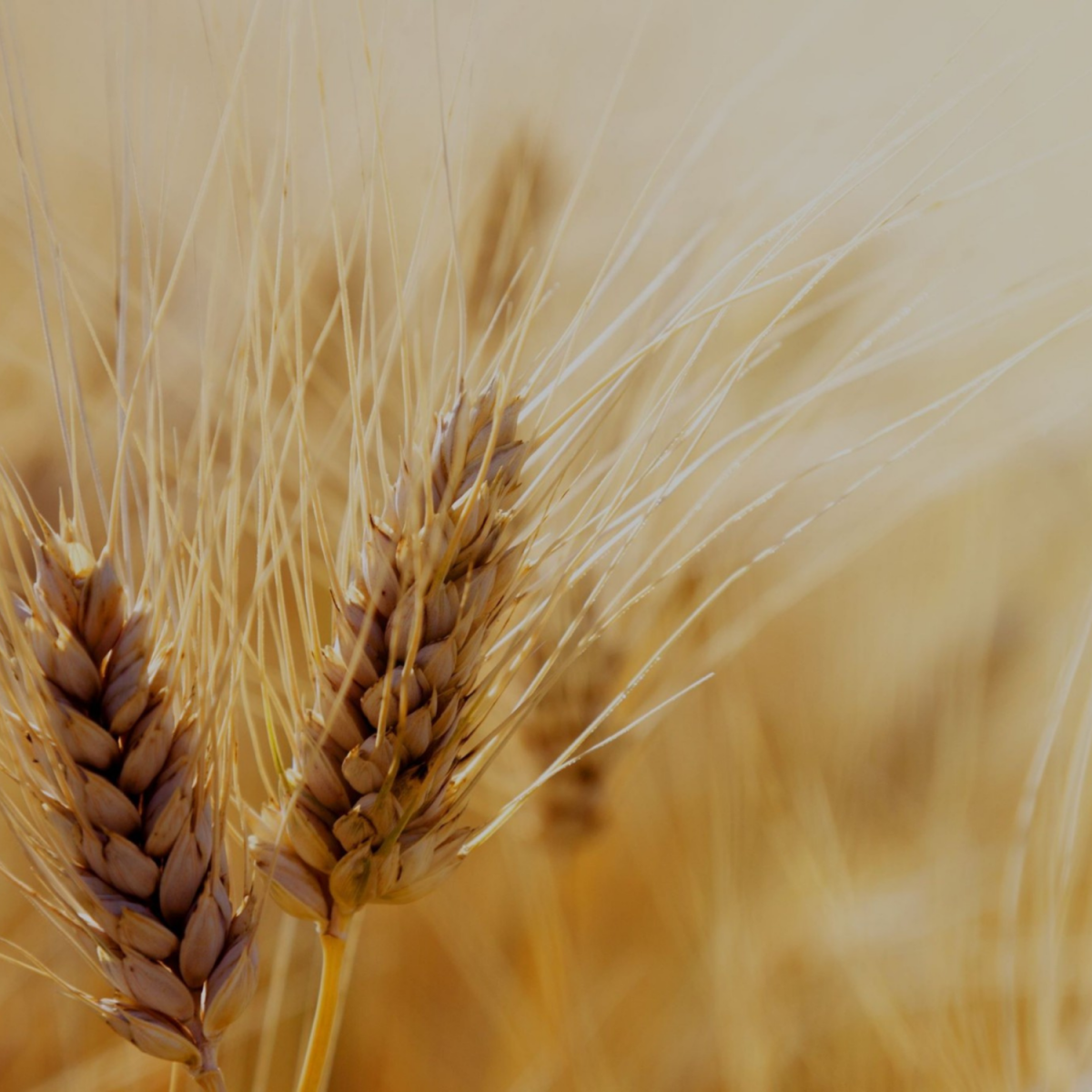 Close-up of golden yellow wheat ready for harvest in a field.